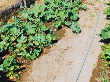 Farm & Agricultural Land