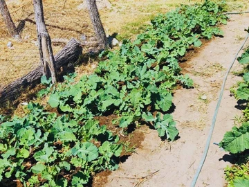 Farm & Agricultural Land